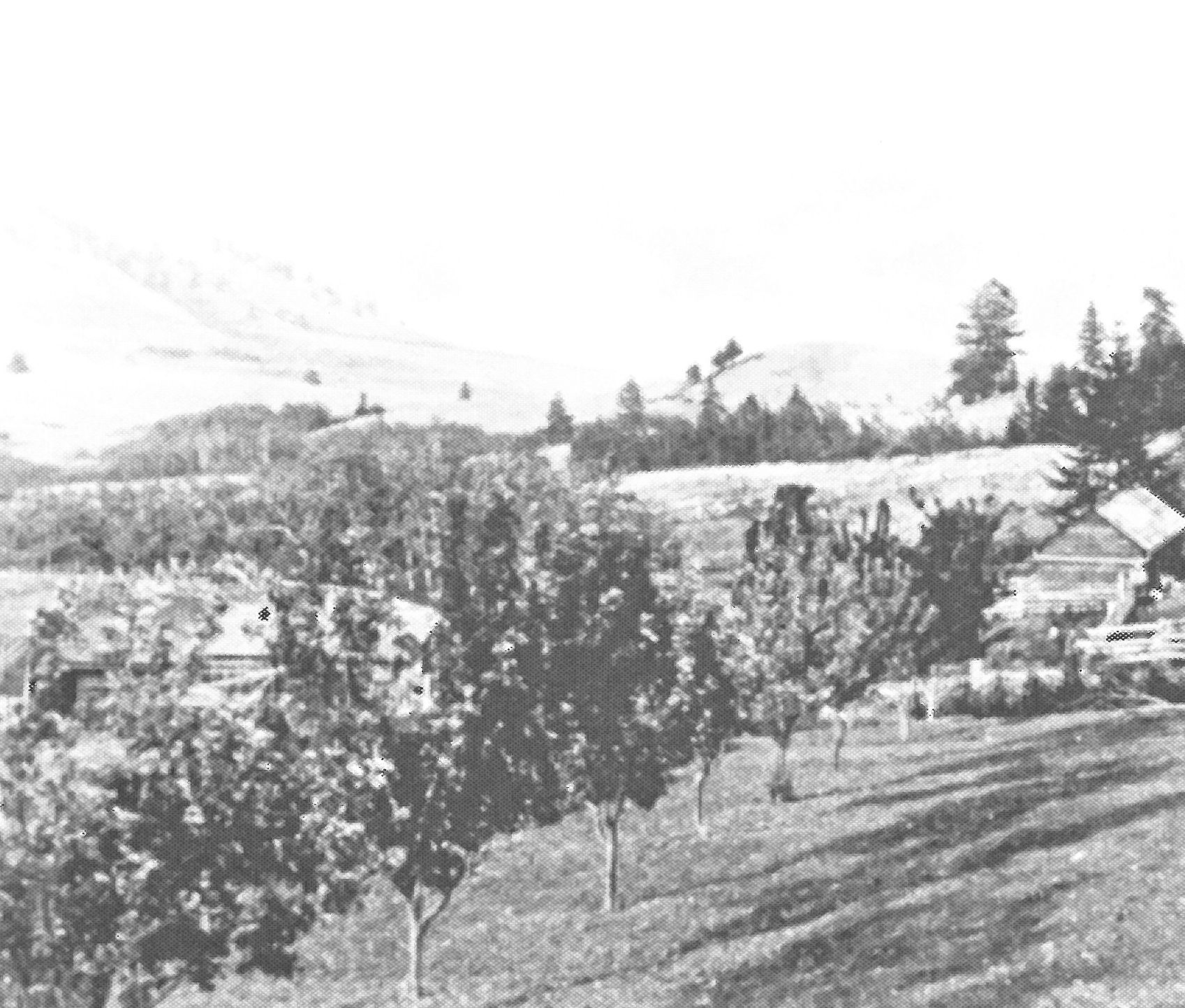 Commonage Apple Orchard